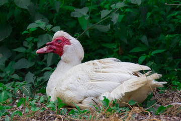 Oca dalla testa rossa 