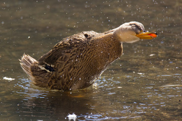 Germano reale si scuote 