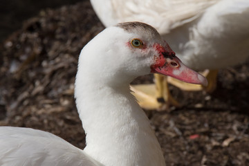 Profilo di un papero