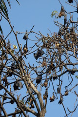 Bat Tree