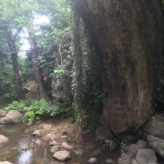 Bridge in the forest