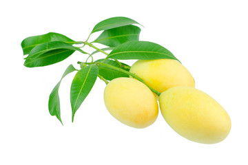 sweet Marian plum thai fruit isolated on white background (Mayongchid Maprang Marian Plum and Plum Mango,Thailand)