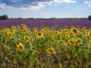 Sunflowers and lavender in Provence