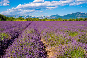 Fototapeta na wymiar Lavender fields near Verdon lake in Provence