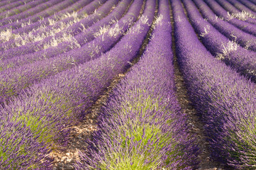 Fototapeta na wymiar Lavender field in Provence