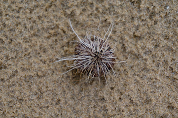 Fototapeta premium tiny coconut on the sand beach