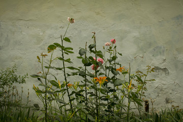 街角にひっそりと咲く花たち