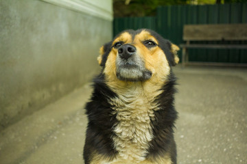 グルジアの犬