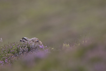mountain hare