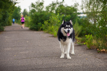 Alaskan malamute dog on his morning walk