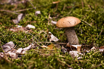 Birch mushroom grows into the forest.