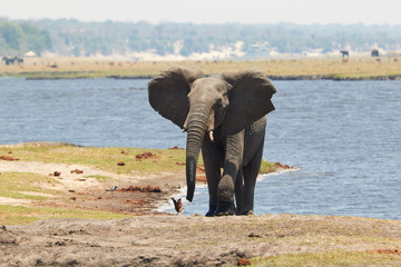 Elephant walking out of the water