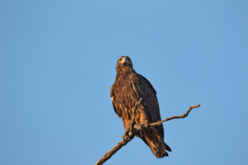 Eagle on a branch