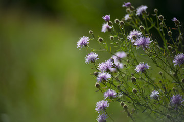 flower plant on blurred background