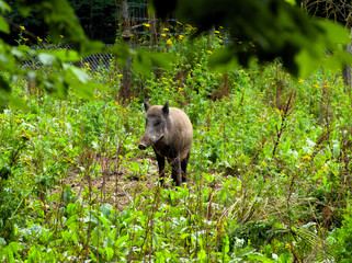 Wildschwein