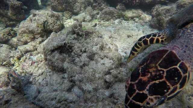eine Schildkröte schwimmt in einem zerstörten Korallenriff auf der Suche nach Futter
