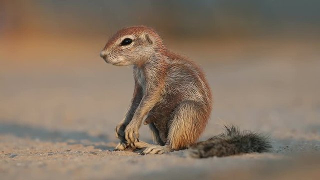 Sleepy ground squirrel (Xerus inaurus) sitting on its haunches, Kalahari desert, South Africa