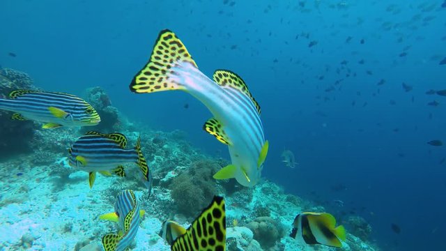 ein kleiner Schwarm Fische ( Orientalische S&uuml;&szlig;lippe) schwimmen an der Riffkante auf den Malediven