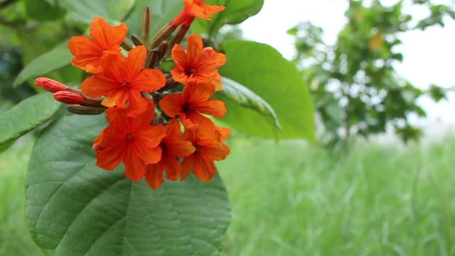 Cordia Flowers