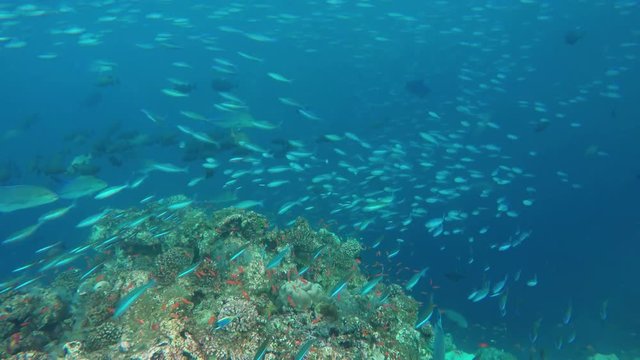 ein Korallenriff mit verschiedenen Fischarten
