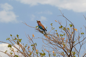 Lilac-breasted roller in a tree.