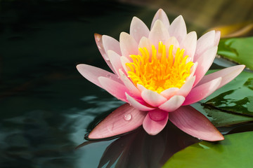 Pink lotus in the pond