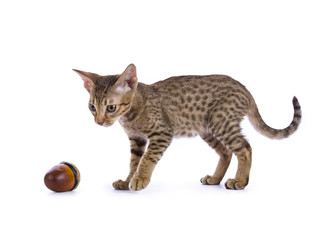 Ocicat kitten playing with acorn isolated on white background