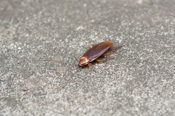 cockroach on concrete floor