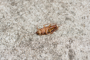 cockroach on concrete floor