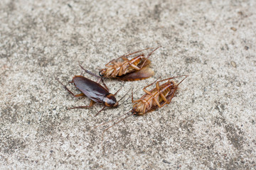 cockroach on concrete floor