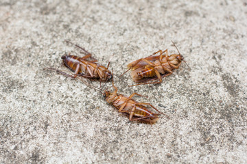 cockroach on concrete floor