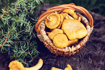 Mushrooms chanterelle in the basket