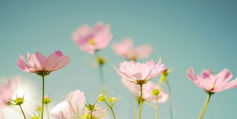 Cosmea