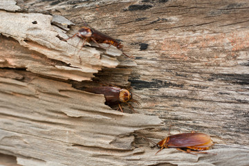 cockroach on wood floor background