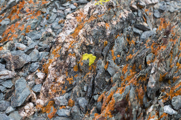 light  red-brown, Lichens  or rock fungus on a rock texture on Mountain in Ulgii : Mongolia .
