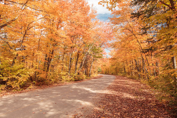 Long road through a beautiful yellow fall forest with tall trees
