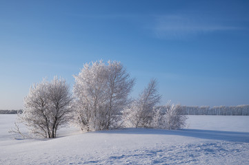 Fototapeta na wymiar Birch trees under hoarfrost in snow field in winter season