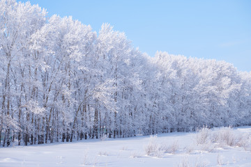Forest belt of poplar trees under hoarfrost in snow field in winter season