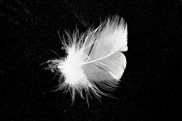 white feather  with stars on black background