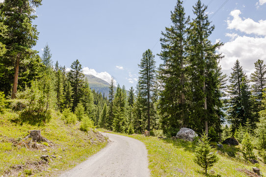 La Punt, Madulain, Zuoz, Oberengadin, Wanderweg, Waldweg, Sommersport, Golf, Alpen, Graub&uuml;nden, Sommer, Schweiz