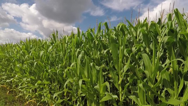 corn field on an beautiful summer day - dolly shot 