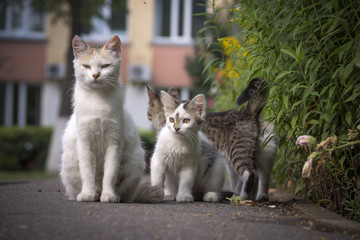 Cat on the street in the yard.