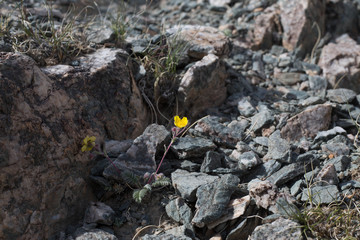 rock texture on  on Mountain in Ulgii : Mongolia .