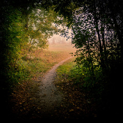 Walking Path in the Forest.