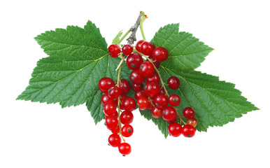 Red currant berries with leaves