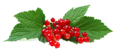 Red currant berries with leaves
