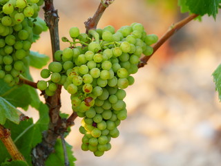 uvas verdes colgando del viñedo