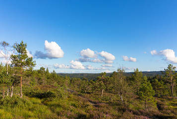 Obraz premium Forest landscape in Norway with blue sky