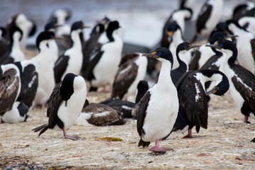 Imperial shag - King cormorant