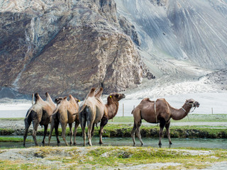 Bactrain Camel with Mountain Background